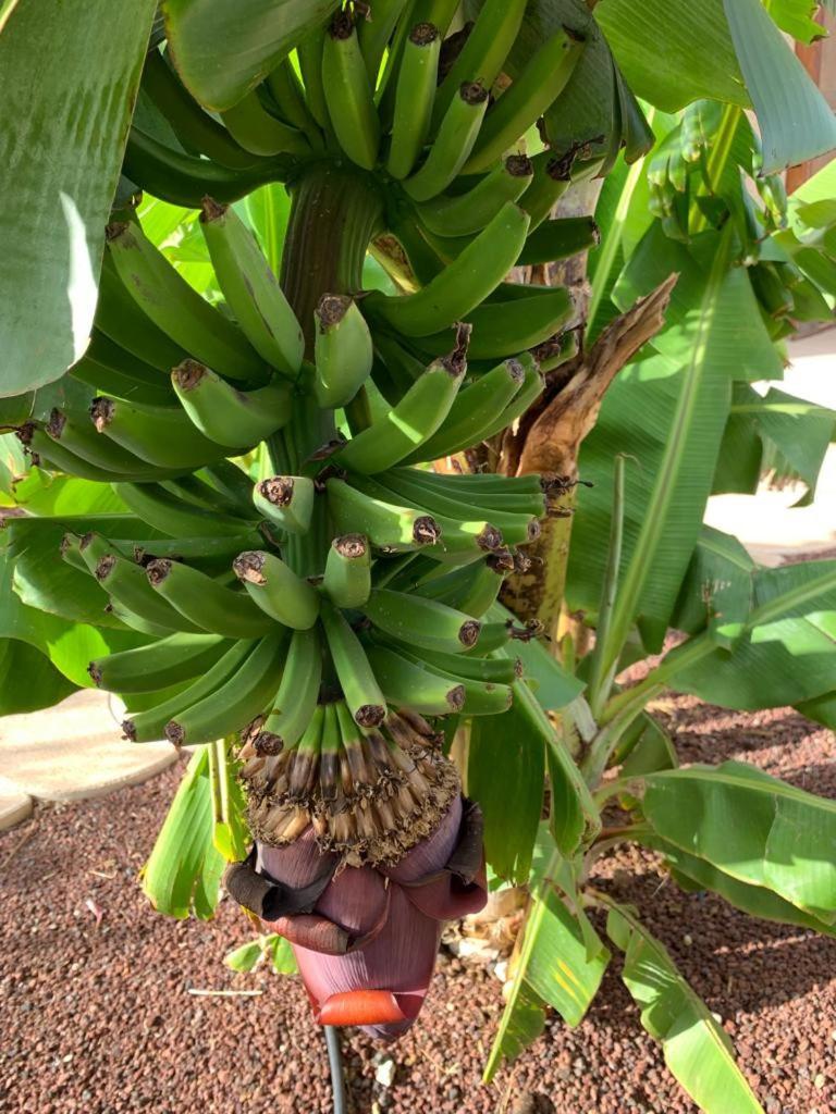 Casa Las Palmeras 格拉纳迪利亚-德阿沃纳 外观 照片